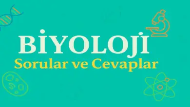 10. Sınıf Biyoloji Ders Kitabı Sayfa 101 Cevapları Meb Yayınları