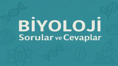 10. Sınıf Meb Biyoloji Ders Kitabı Sayfa 100 Cevapları