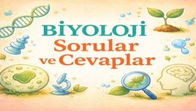 10. Sınıf Meb Biyoloji Ders Kitabı Sayfa 132 Cevapları