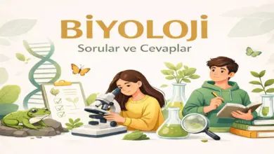 10. Sınıf Biyoloji Ders Kitabı Sayfa 132 Cevapları Meb Yayınları