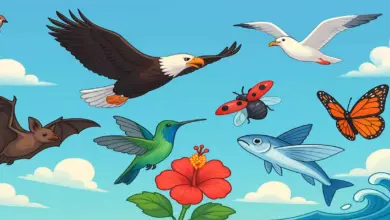 Hayvanlar birbirleriyle nasıl iletisim kuruyorlar?